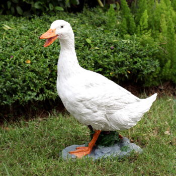 常见家禽养殖技巧与购销指南