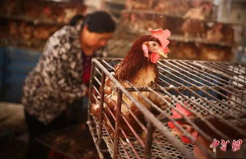 尧化社区卫生服务中心 专注健康守护，拓展家禽购销服务新篇章