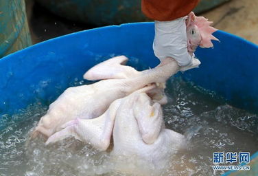 多地暂停活禽交易，强化禽流感疫情防控下的家禽购销新挑战