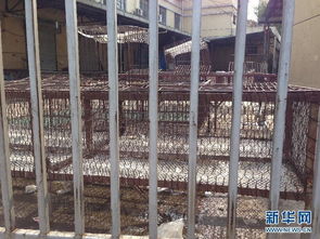 家禽购销转轨 多地暂停活禽交易，禽流感防控升级