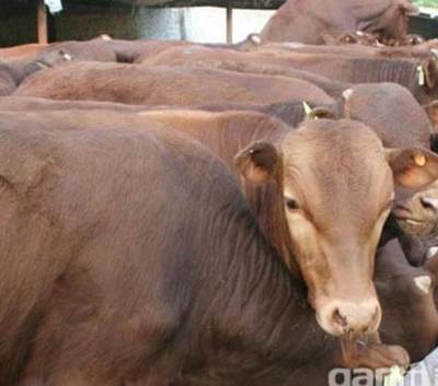 南充市家禽购销 优质3-6个月肉牛犊与改良肉驴供应，欢迎参观考察