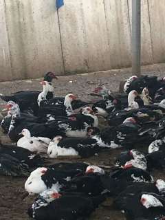 常年家禽购销部 专业家禽购销解决方案